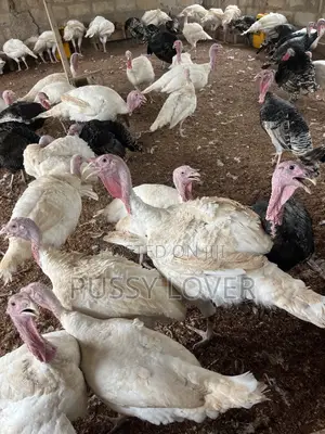 Live Turkeys for Sale - Mr Chapo's Farm