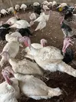 Live Turkeys for Sale - Mr Chapo's Farm - 1