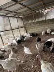 Live Turkeys for Sale - Mr Chapo's Farm - 2