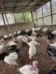 Live Turkeys for Sale - Mr Chapo's Farm - 3