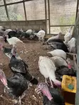 Live Turkeys for Sale - Mr Chapo's Farm - 4
