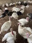 Live Turkeys for Sale - Mr Chapo's Farm - 5