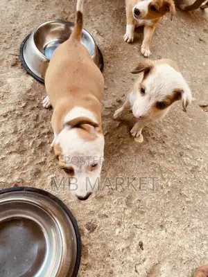 Male Mixed Breed Labrador Retriever Puppy (0-1 Month)