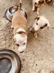 Male Mixed Breed Labrador Retriever Puppy (0-1 Month) - 1