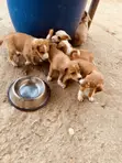 Male Mixed Breed Labrador Retriever Puppy (0-1 Month) - 2