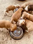 Male Mixed Breed Labrador Retriever Puppy (0-1 Month) - 3