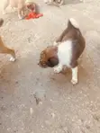 Male Mixed Breed Labrador Retriever Puppy (0-1 Month) - 4