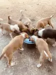 Male Mixed Breed Labrador Retriever Puppy (0-1 Month) - 5