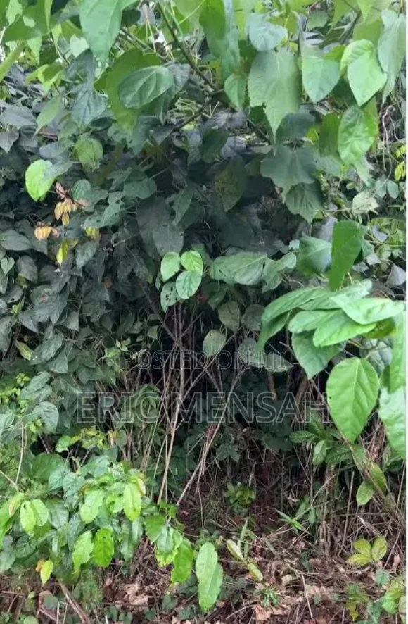 Herbal Herbs - Ogyama, Twentini, Nyame Dua, Guava Leaves - 1