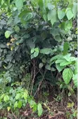 Herbal Herbs - Ogyama, Twentini, Nyame Dua, Guava Leaves - 1