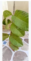 Herbal Herbs - Ogyama, Twentini, Nyame Dua, Guava Leaves - 2