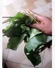 Herbal Herbs - Ogyama, Twentini, Nyame Dua, Guava Leaves - 3