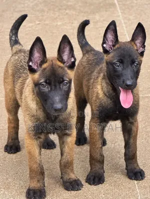 Purebred Belgian Malinois Puppy (Male)