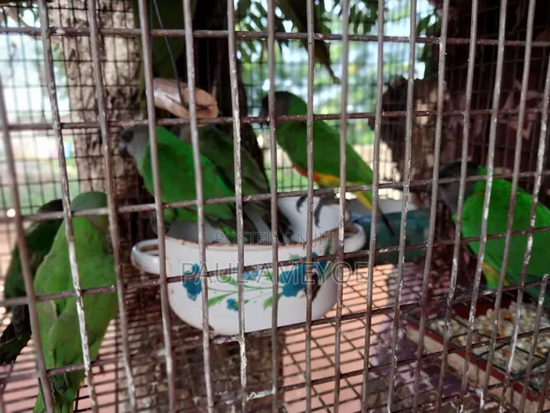 Senegalese, Love Bird, and Long Tail Birds for Sale - 1
