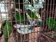 Senegalese, Love Bird, and Long Tail Birds for Sale - 1
