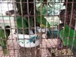 Senegalese, Love Bird, and Long Tail Birds for Sale - 2