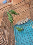 Senegalese, Love Bird, and Long Tail Birds for Sale - 3