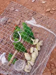 Senegalese, Love Bird, and Long Tail Birds for Sale - 4