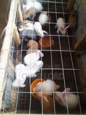 Healthy Weaners For Sale