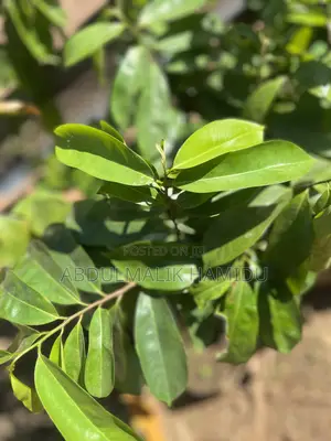 Healthy Soursop Seedlings