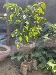Healthy Soursop Seedlings - 2