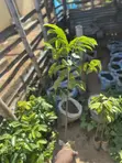 Healthy Soursop Seedlings - 3