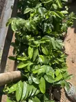 Healthy Soursop Seedlings - 4
