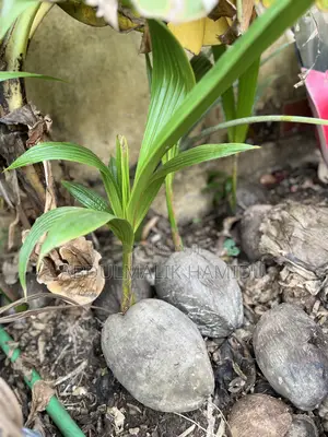 Healthy Coconut Seedlings