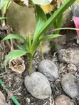 Healthy Coconut Seedlings - 1