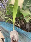 Healthy Coconut Seedlings - 2