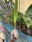 Healthy Coconut Seedlings - 3