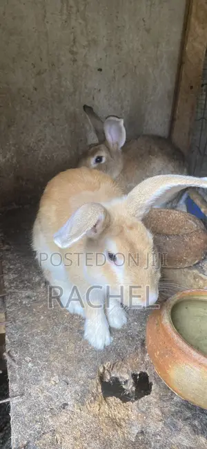 Rabbits for Sale