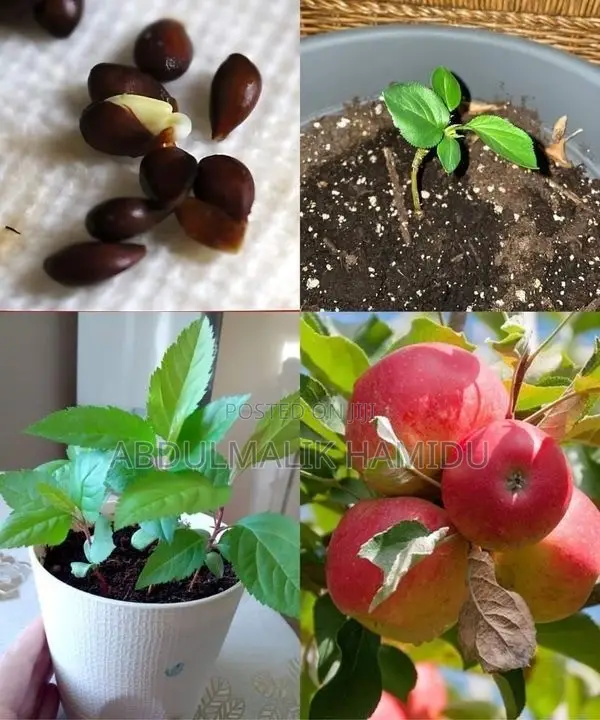 Apple Seedlings - 1