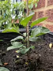Apple Seedlings - 2