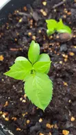 Apple Seedlings - 3