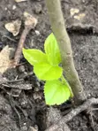 Apple Seedlings - 4