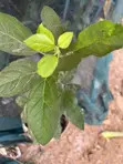 Apple Seedlings - 5