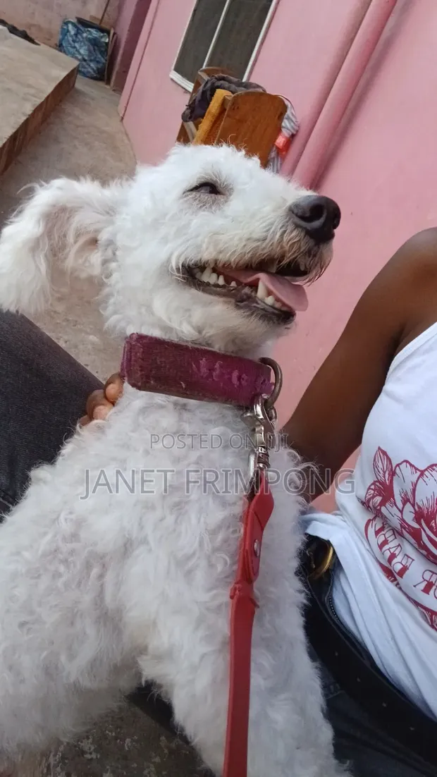 Purebred Poodle, Male, 1+ Year Old - 1