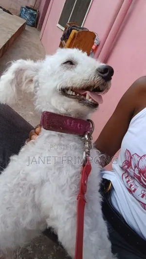 Purebred Poodle, Male, 1+ Year Old
