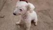 Purebred Poodle, Male, 1+ Year Old - 2