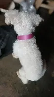 Purebred Poodle, Male, 1+ Year Old - 3