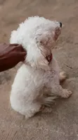 Purebred Poodle, Male, 1+ Year Old - 4