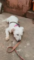 Purebred Poodle, Male, 1+ Year Old - 5