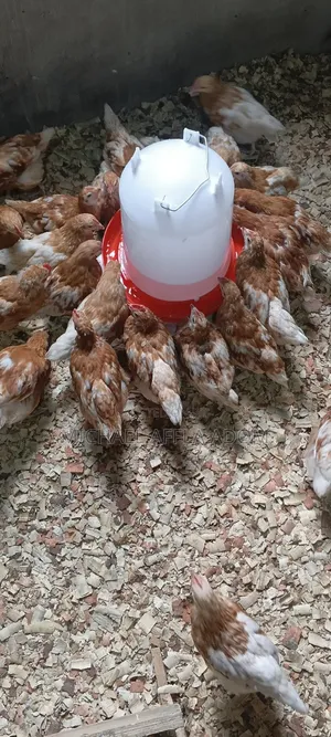 Brown Boven Layers - 6 Weeks Old