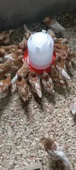 Brown Boven Layers - 6 Weeks Old - 1
