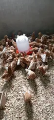 Brown Boven Layers - 6 Weeks Old - 2