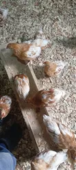 Brown Boven Layers - 6 Weeks Old - 3