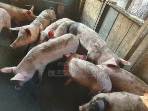 Pigs for Sale - Piglets and Matured