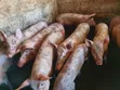 Pigs for Sale - Piglets and Matured - 2