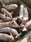 Pigs for Sale - Piglets and Matured - 3